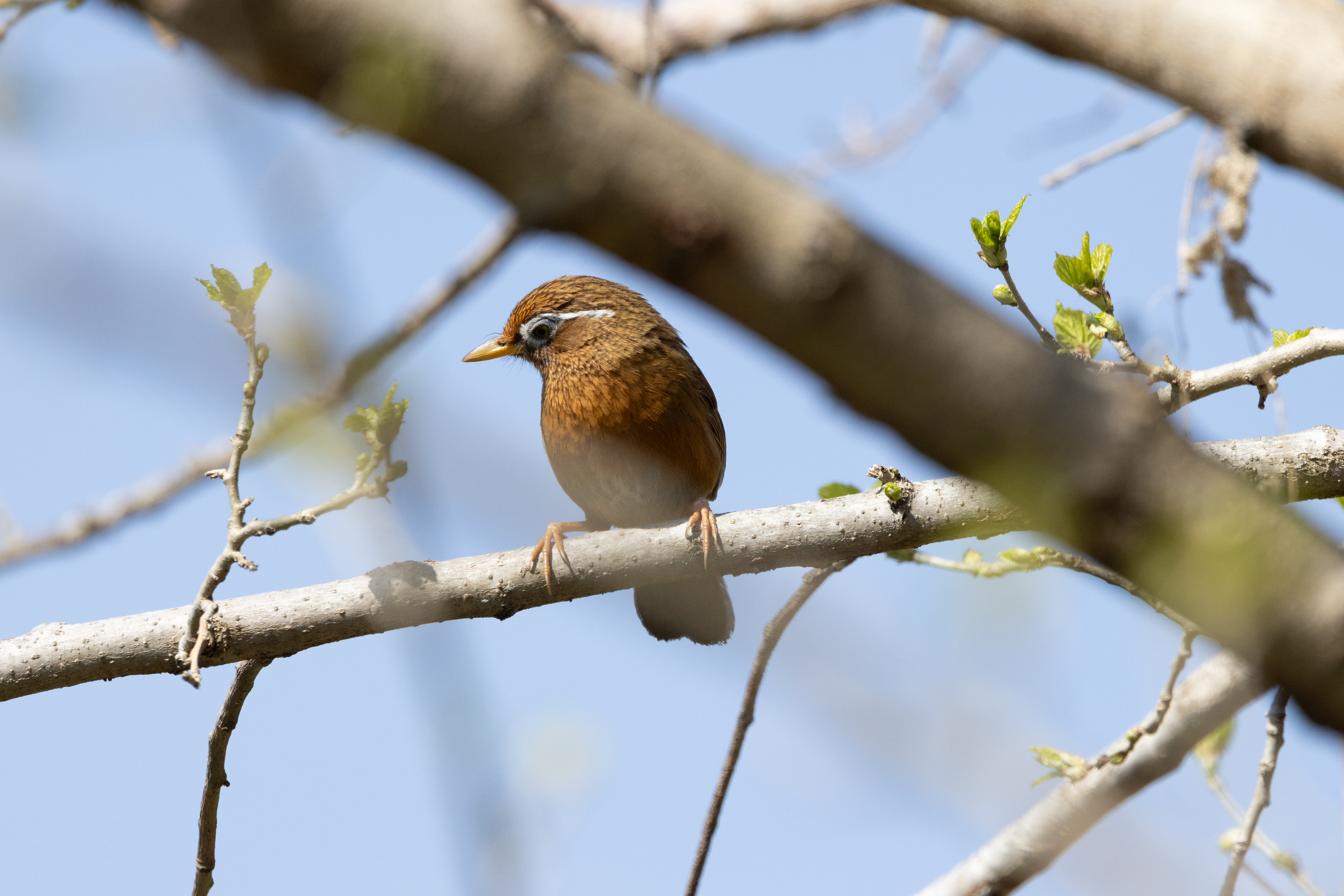 ガビチョウ photo