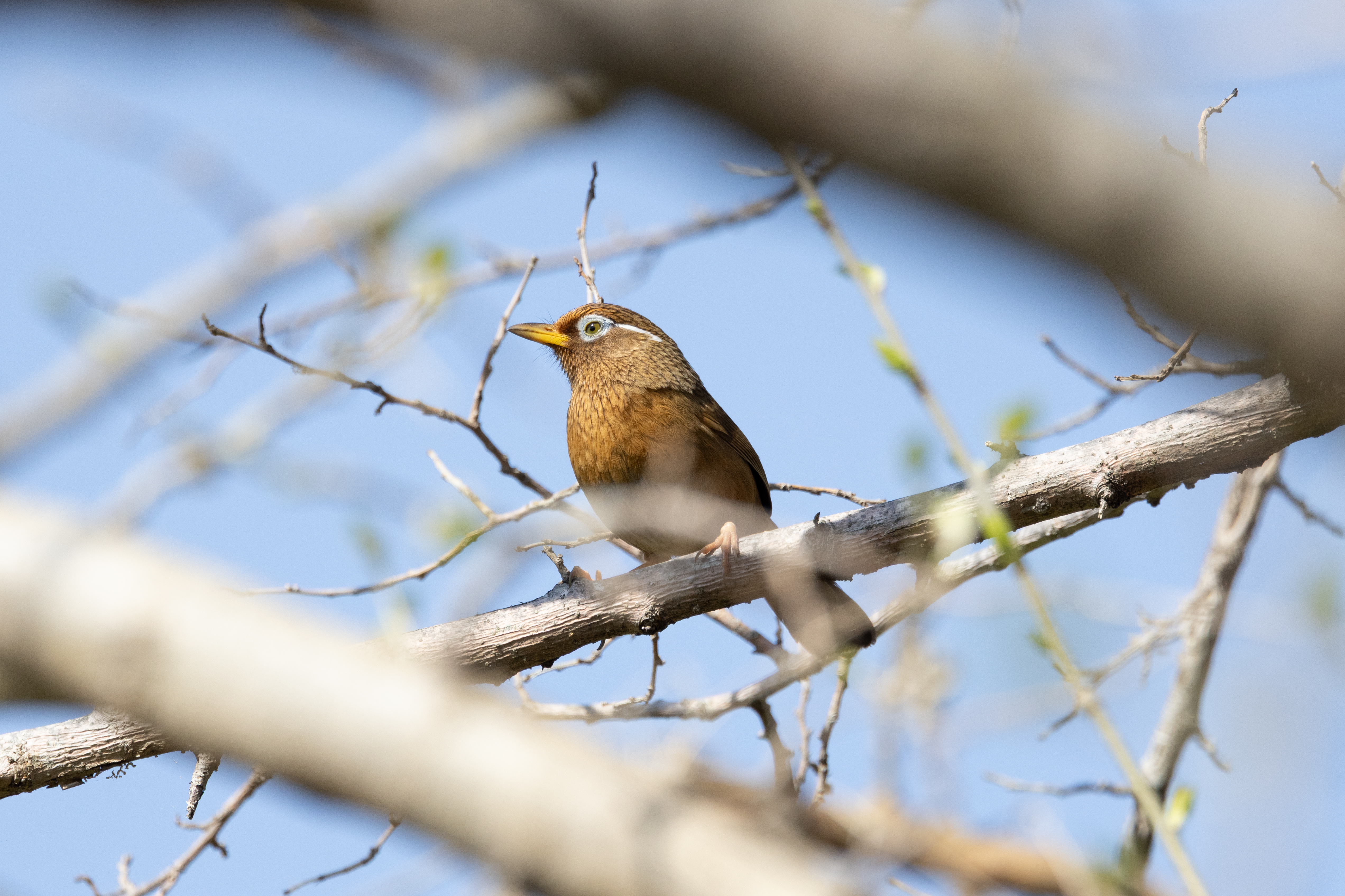 ガビチョウ photo