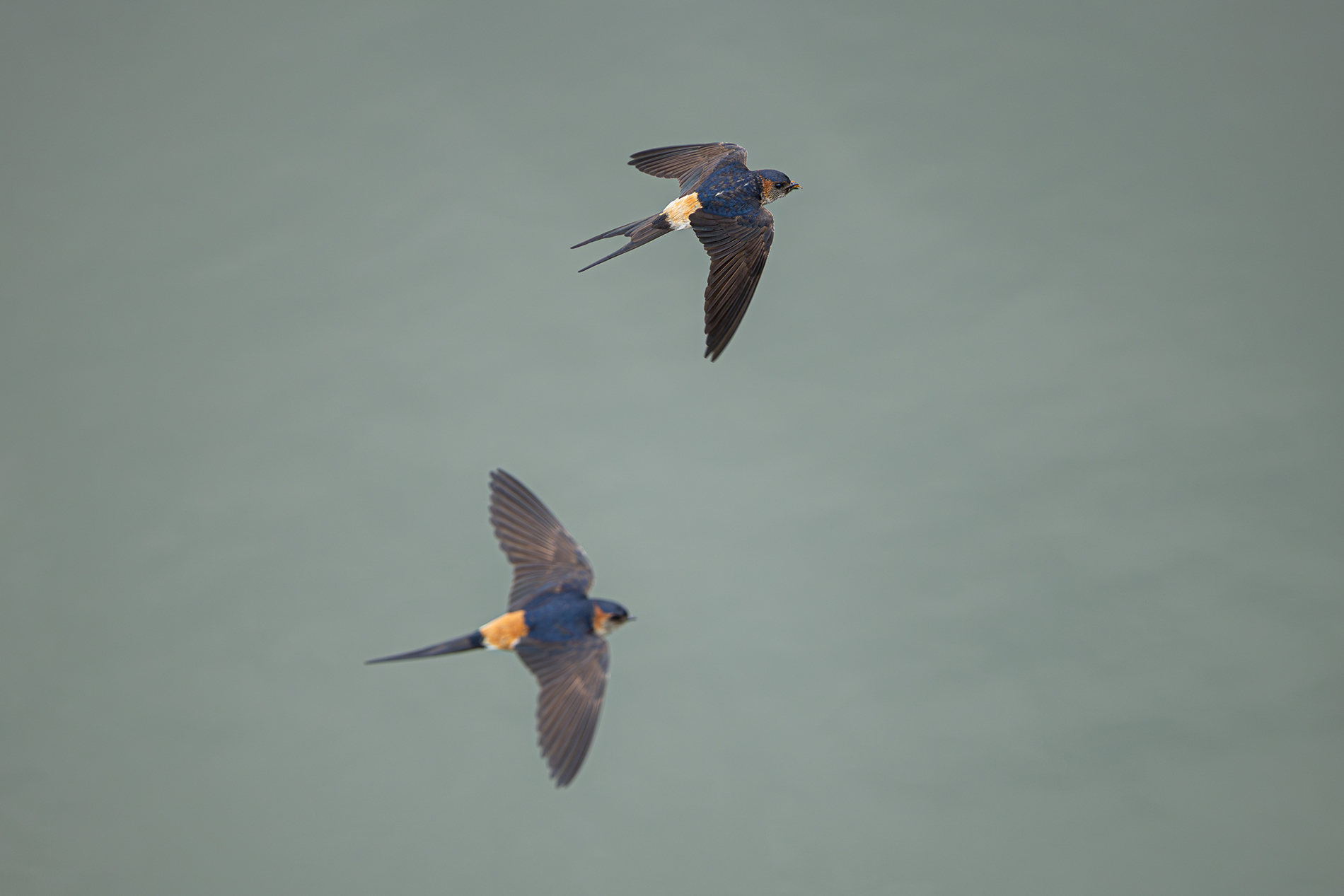 コシアカツバメ photo