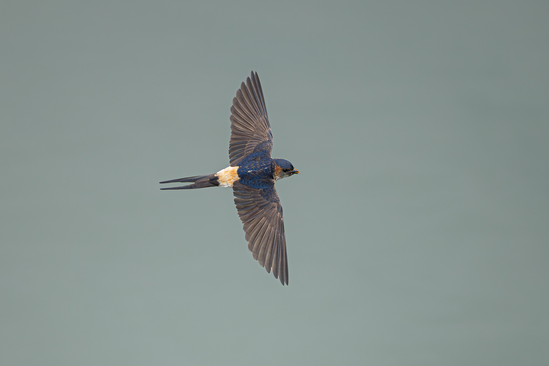 コシアカツバメ photo