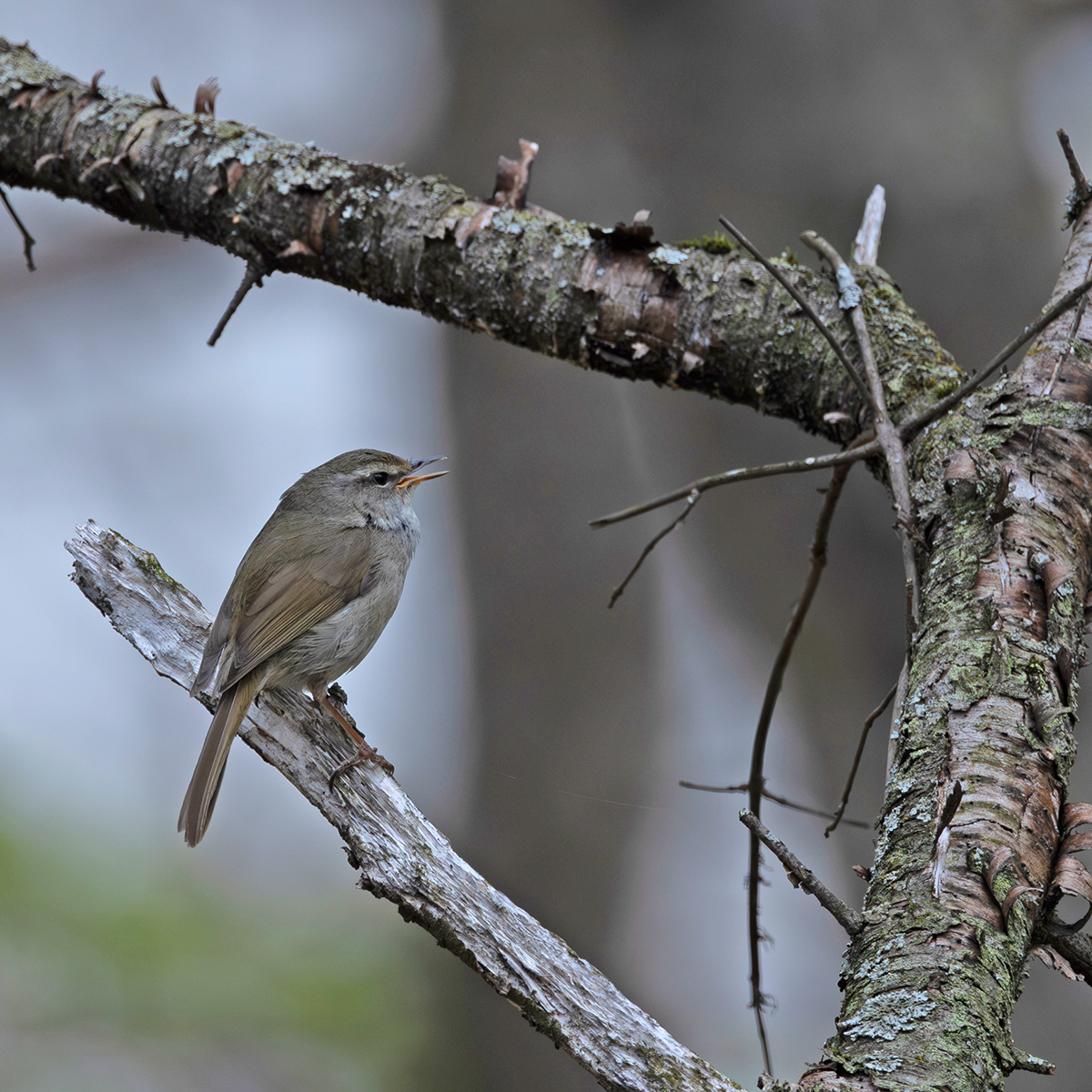 ウグイス photo