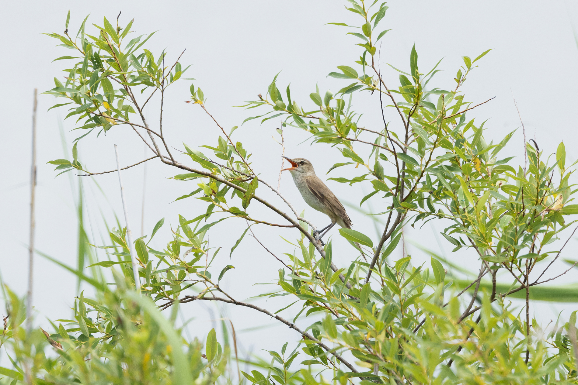 オオヨシキリ photo