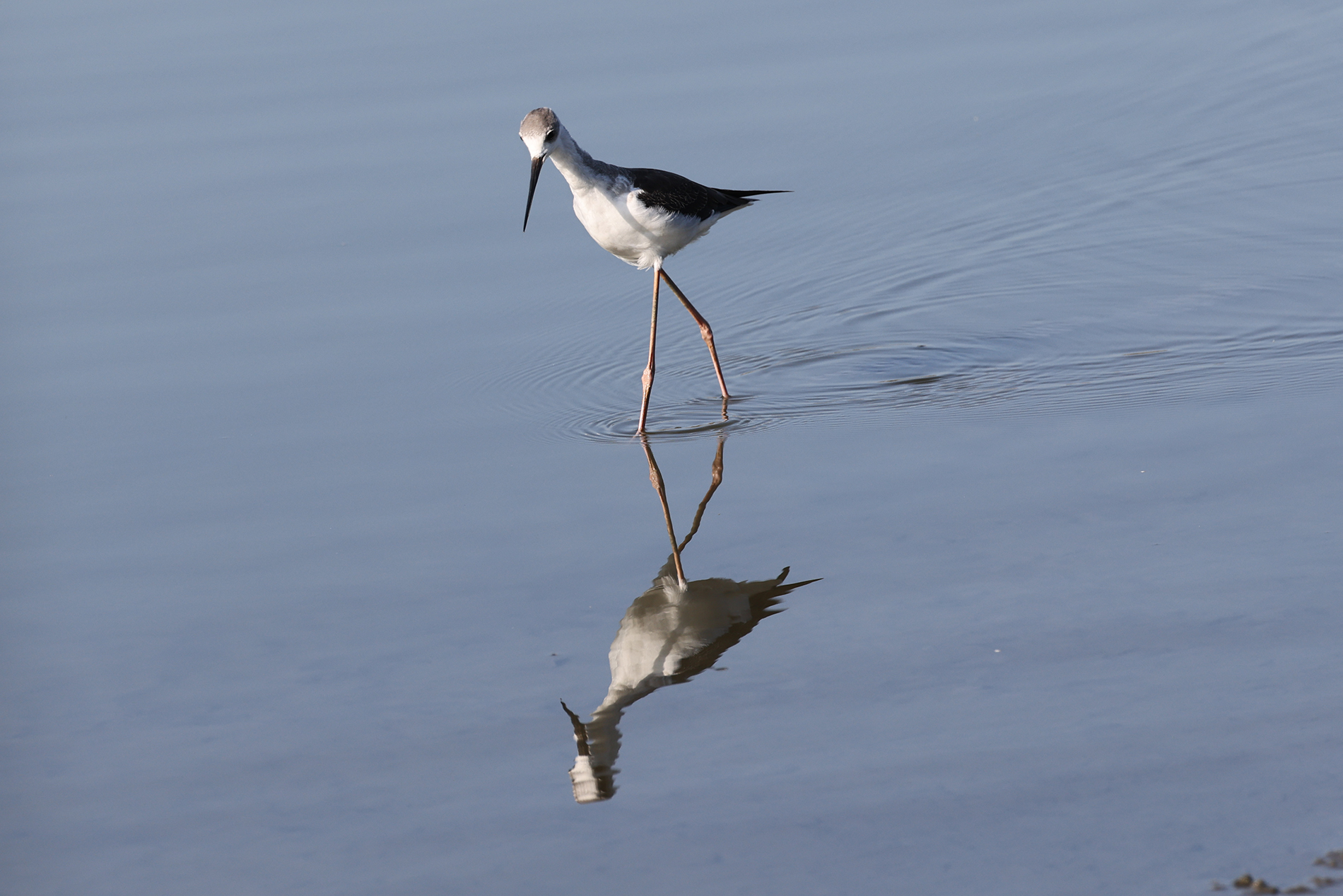 セイタカシギ photo