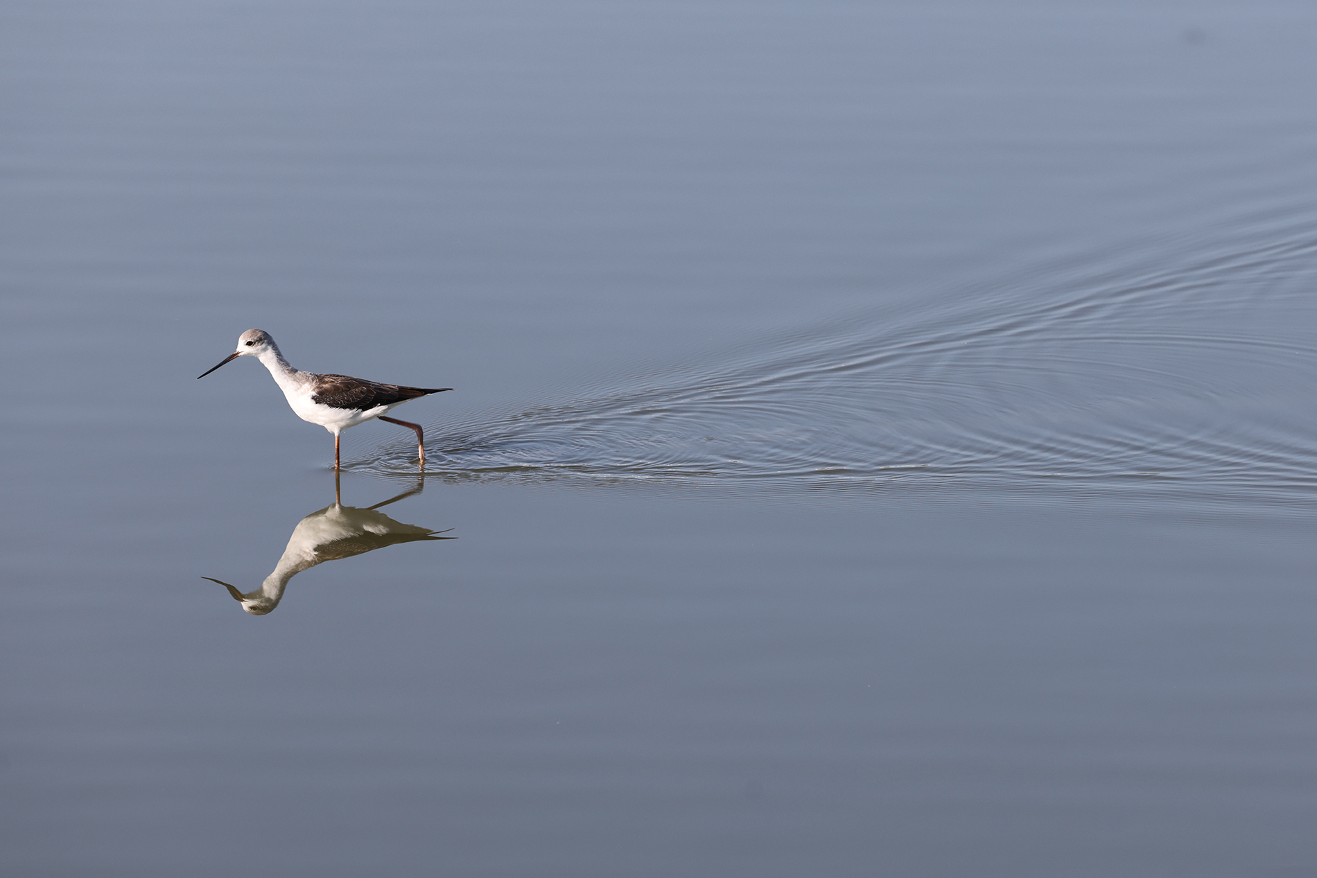 セイタカシギ photo