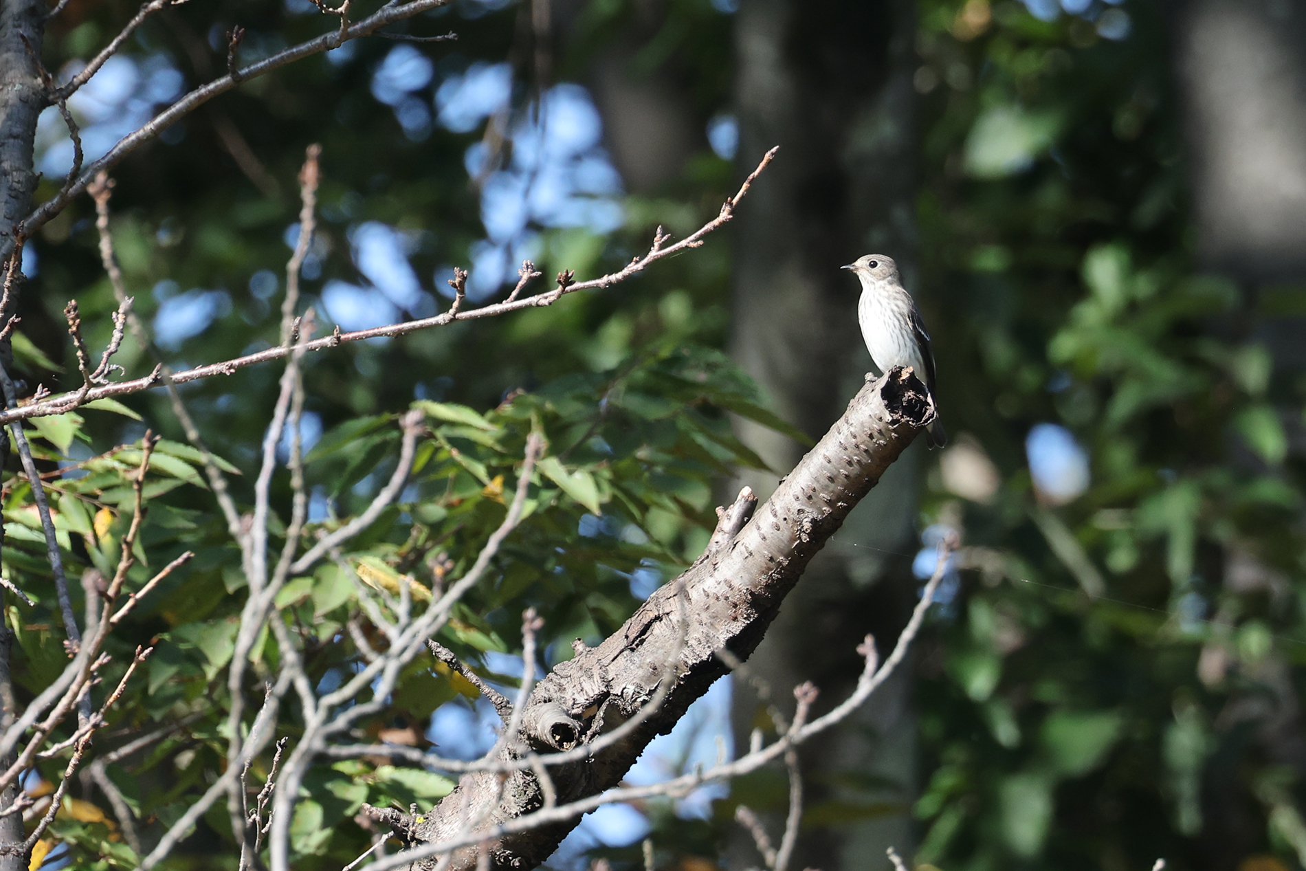 エゾビタキ photo