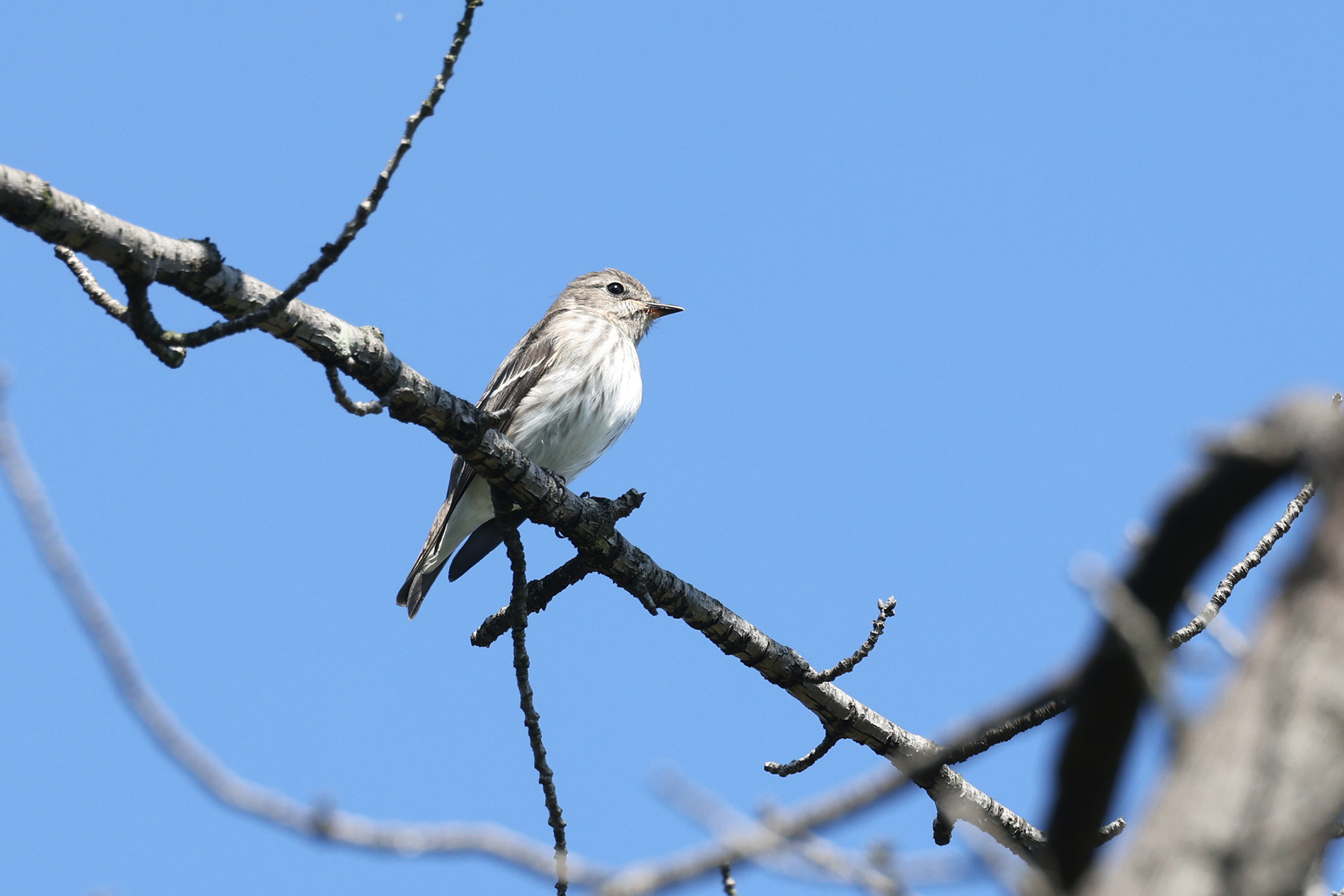 エゾビタキ photo