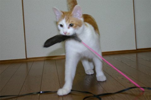 20081223121252_2.jpg